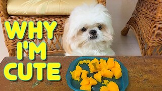 Borgy the Shih Tzu Finally Reveals His Secret Why He's Cute (Funny Dog Video)