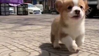 Corgis - Jenis Anjing Terbaik Karena Alasannya