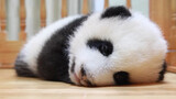 Giant panda Chengfeng-So cute!