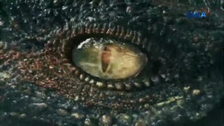 Lolong: Bayani Ng Bayan: Full Trailer