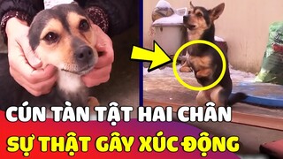 Chú chó bị 'TÀN TẬT' cả hai chân trước và 'CÂU CHUYỆN CẢM ĐỘNG' phía sau 😥 | Gâu Đần