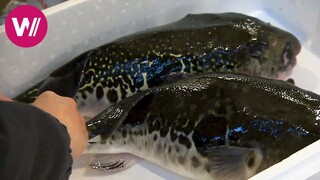 Mussels, fugu and oysters - Delicacies from the sea