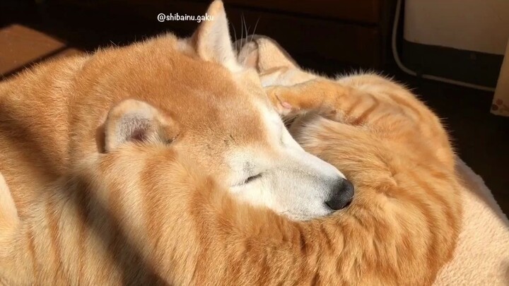 [Cat] Shiba inu and orange cat