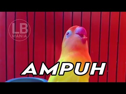 Ampuh banget, suara pancingan lovebird lutino mm ngekek panjang pasti langsung nyaut