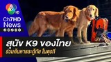 เปิดภาพ ! เซียรา-ซาฮารา สุนัขกู้ภัยของไทย ร่วมภารกิจค้นหาและกู้ภัยในตุรกี