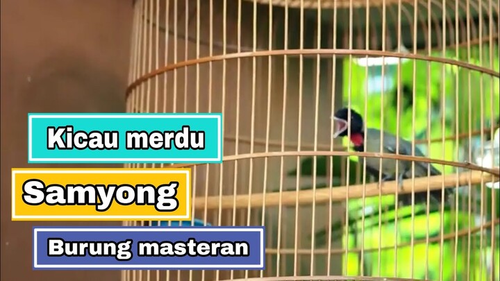 Burung samyong gacor | the sound of the samyong bird singing