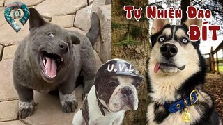 Thách Bạn Nhịn Được Cười | 10 Con Chó Ngáo Ngơ Lầy Nhất Hành Tinh 😂 Đại Ngáo Husky Bị Đau Đít