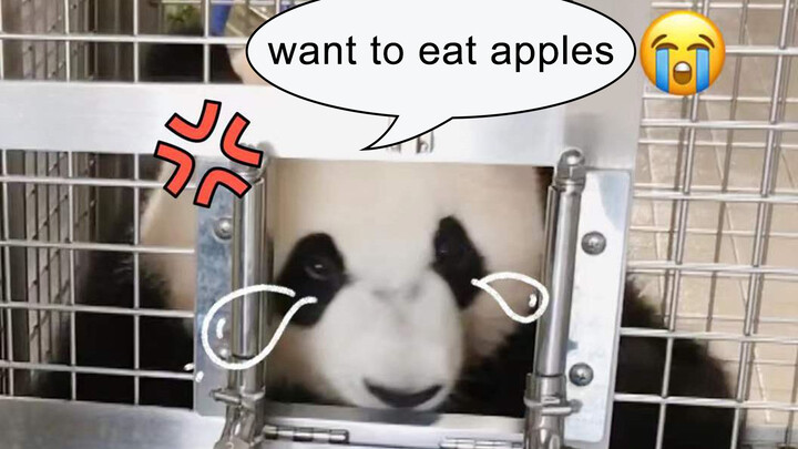 【Panda】How to teach pandas to cooperate with haemospasia