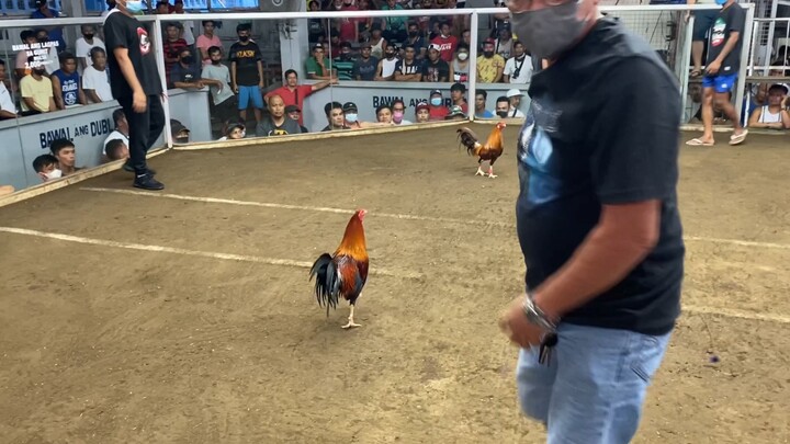 FASTEST KILL ALERT‼️ Unscratched‼️ Kelso x Sweater Line vs 3years Cock Gold‼️