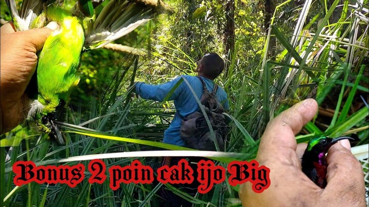 Niat mikat konin eh malah dapat cucak ijo big || mikat dihutan bakau