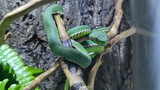 เปิดกล่อง งูเขียวหางไหม้ท้องเขียว ครั้งแรกที่สัมผัสถึงเสน่ห์ของงูพิษ