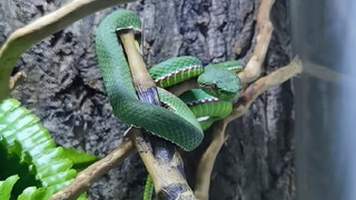 A Noble and Elegant Trimeresurus Popeiorum couple! 