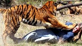 Mengapa harimau yang memakan manusia harus dibunuh? Benarkah karena daging manusia mudah "membuat ke
