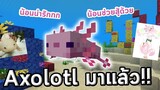 น้อน Axolotl มาแล้ววว | 20w51a | update Minecraft 1.17