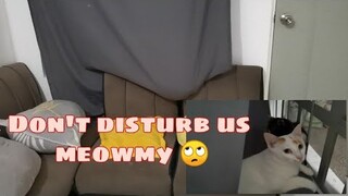 Cats turn curtains into hammock || Clowder zone