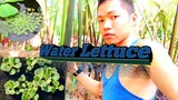 Transferring My Water Lettuces