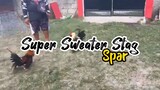 Super Sweater Stag Spar