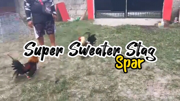 Super Sweater Stag Spar