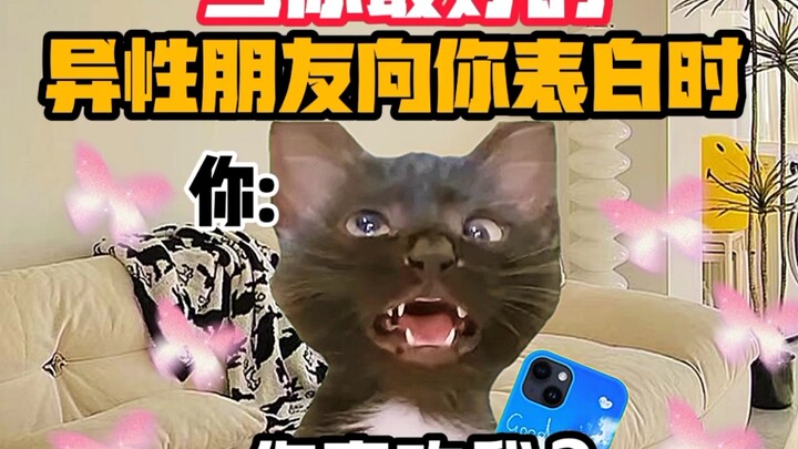 《猫meme小剧场》当你最好的异性朋友向你表白时！