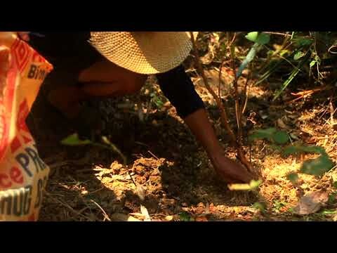 Mulching my Tree Plants