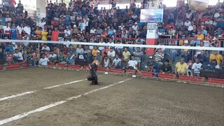 2hits Taal cockpit arena January 4, 2025                       2nd fight lose