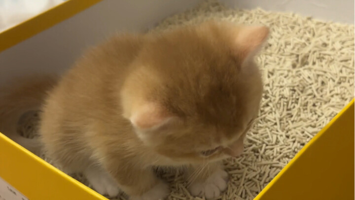 Teaching kittens to use cat litter for the first time