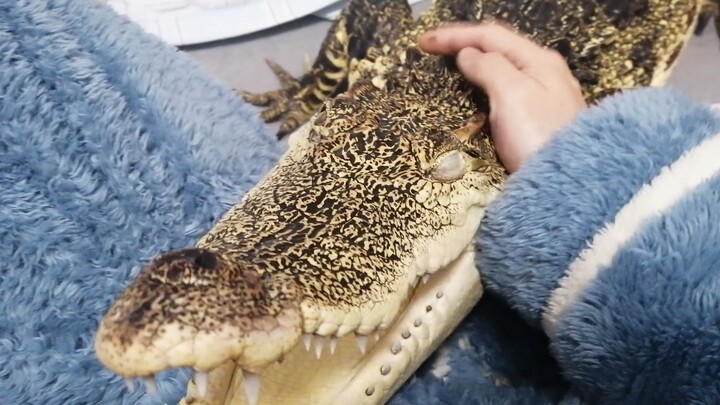 [Động vật] Gọi cá sấu con lại để vuốt ve nhưng lại bị cắn!!