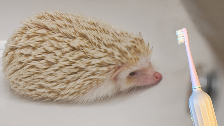 Bathing My Hedgehog With An Electric Toothbrush