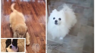 Balls in Yur Jaws but Dogs Sung It (Dogs Version Cover)