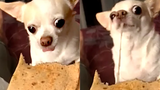 Dog Loves Quesadillas วิดีโอสัตว์เลี้ยงตลก