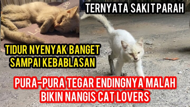 KISAH KUCING JALANAN YANG SAKIT DAN TAHU UMURNYA HANYA SEBENTAR LAGI, PENGEN MERASAKAN KASIH SAYANG.