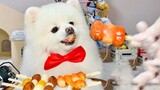Anjing Pomeranian makan kue beras sosis dan kue beras babi secara online, enak sekali dikunyah!
