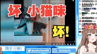 [Ya Jiang/Cooked Meat] After watching this, do you still want to keep a cat?