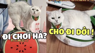 MAO TỬ hướng dẫn mọi người khi ra đường cần chuẩn bị những gì? | Pets TV