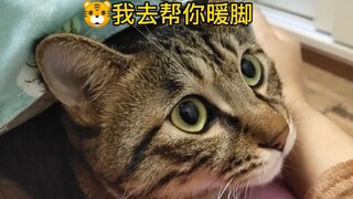 谁说狸花猫不适合当宠物养?它知道轻重，还会暖脚！