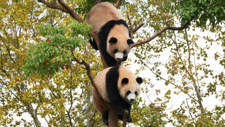 [Panda] Would you like some bamboo? Or I'll just have it.