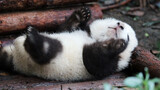 [Panda] Baby Huahua