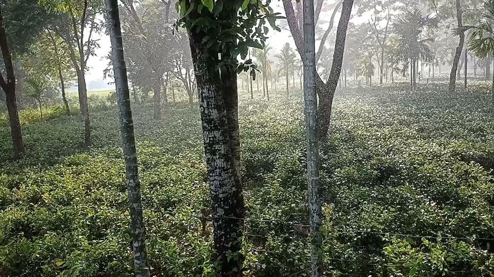 rain in tea  garden 🌧️🌧️🌧️...