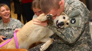 ANIMALS REUNITED WITH OWNERS AFTER YEARS!