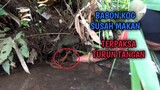 Maaf Ya Broo... Karena Babon Ini Tak Mau Makan, Jadi Terpaksa Turun Tangan