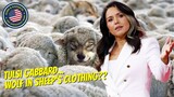 Tulsi Gabbard: 2A Wolf In Sheep's Clothing??