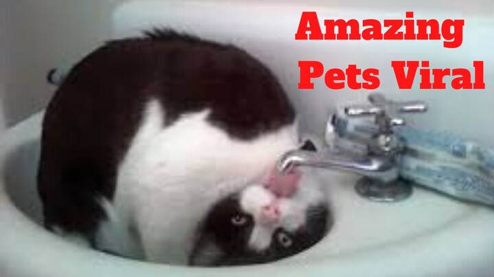 💥The Amazing Pets Viral Weekly😂💥of 2020 | Funny Animal Videos💥👌