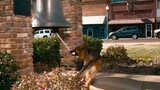 Cool Dog ( adventure comedy movie / family central )