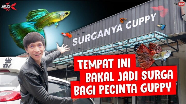 TEMPAT RAHASIA SURGANYA PECINTA GUPPY