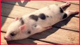 Funny Cute Mini Pigs Videos Compilation.