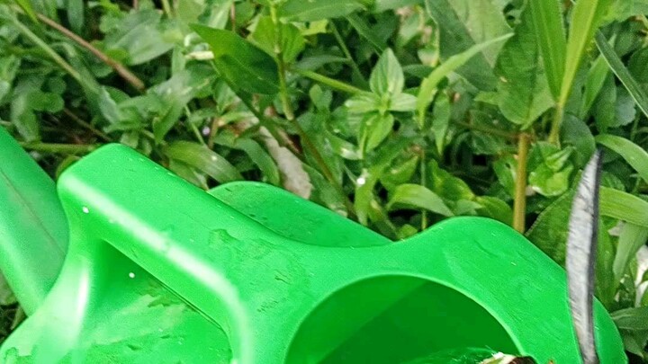 Menghijau Di Kebun Nenek☘️🍃