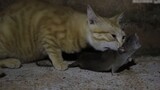Kucing Oranye: Maaf karena memakan tikus hidup-hidup.
