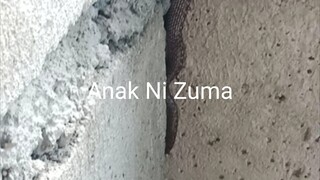 Anak ni Zuma