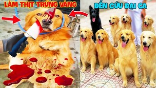 Thú Cưng Vlog | Trứng Bạc Và Trứng Vàng #32 | Chó gâu đần thông minh vui nhộn | Funny pets smart dog