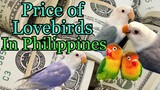 NEW Price of African Lovebirds in Philippines